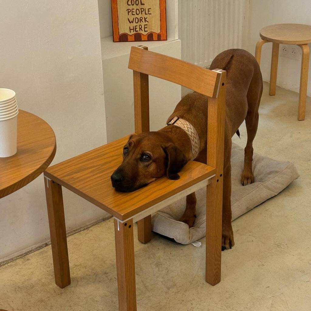 Toutou marron avec sa tête posée sur la chaise chez NOA