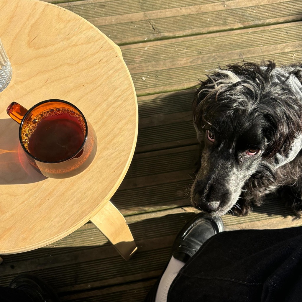 Cocker spaniel sur la terrasse en bois à côté du café