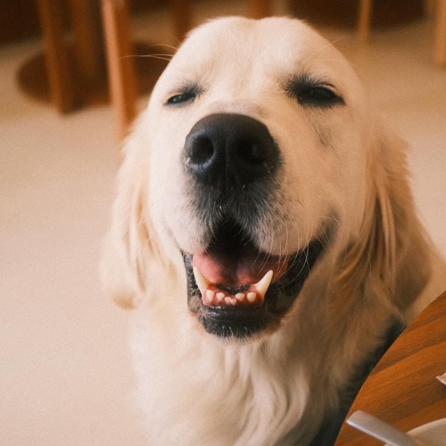 NOA est un coffee shop dog friendly à Paris 19